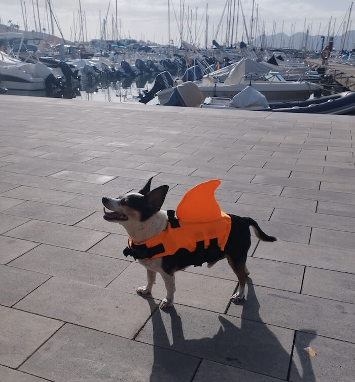 We are pet friendly!.